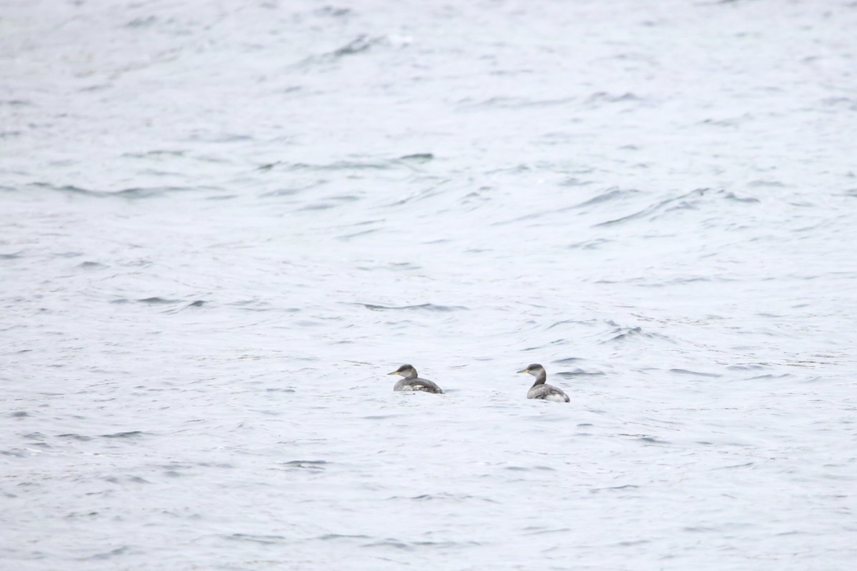 Red-necked Grebe - ML646222729