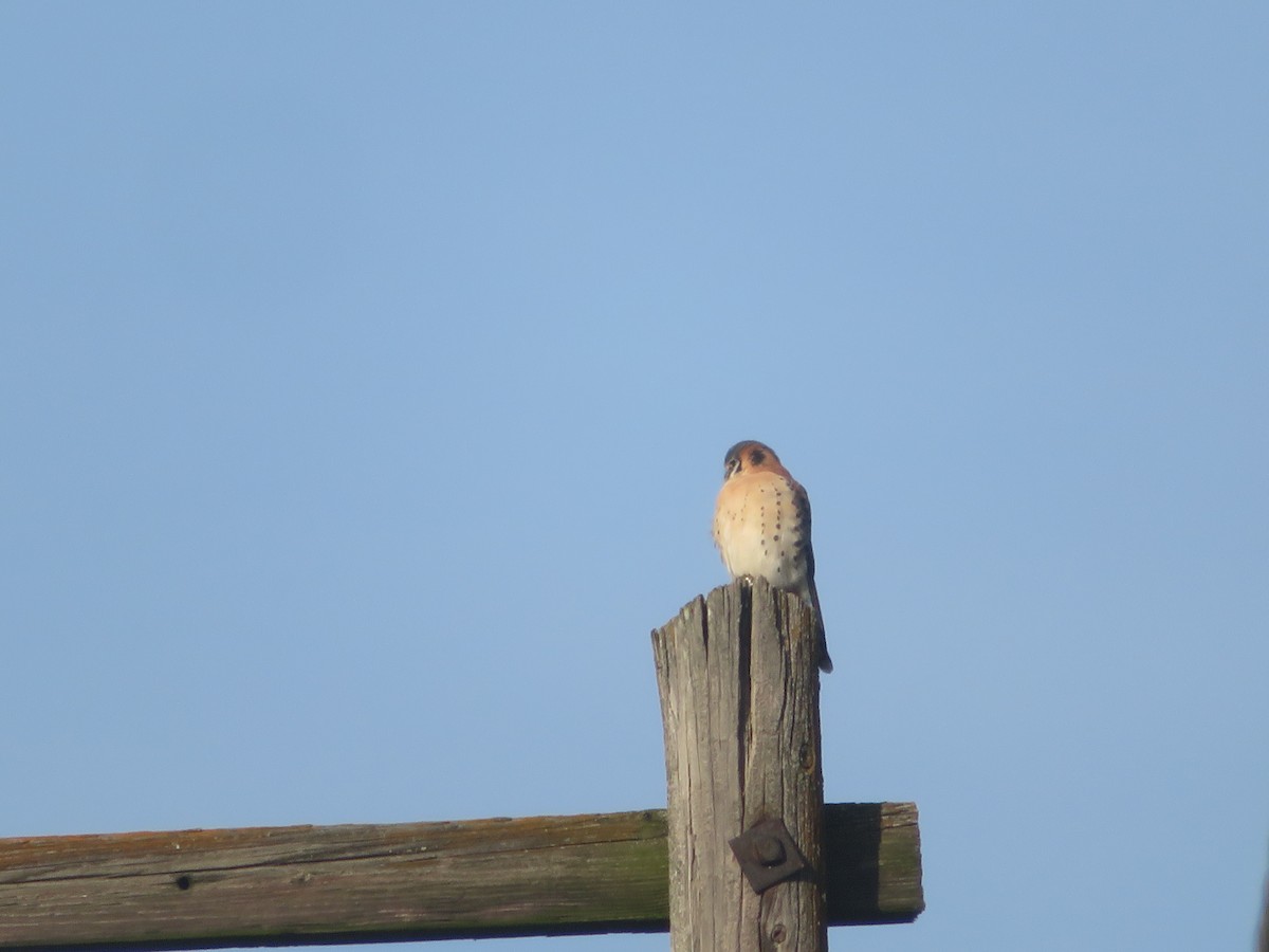 American Kestrel - ML646222730