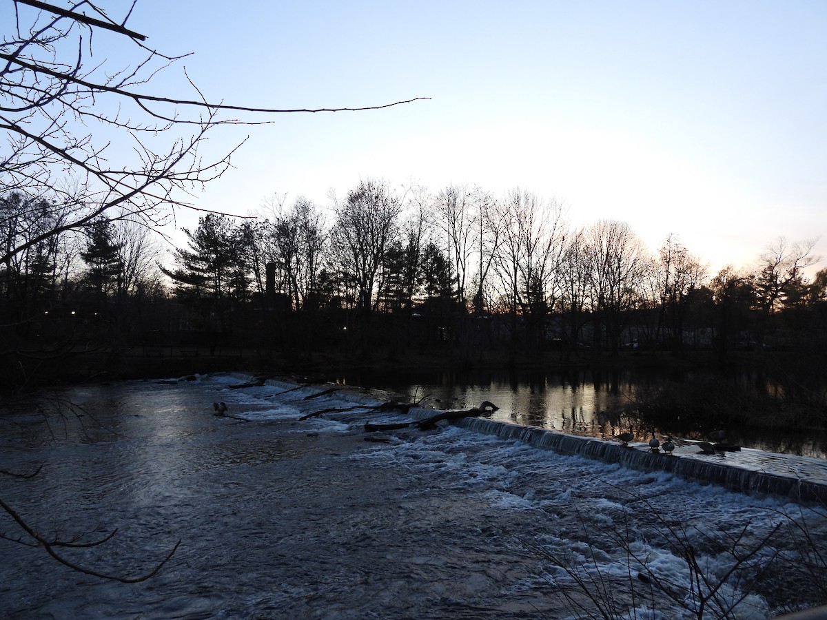 Canada Goose - ML646222731