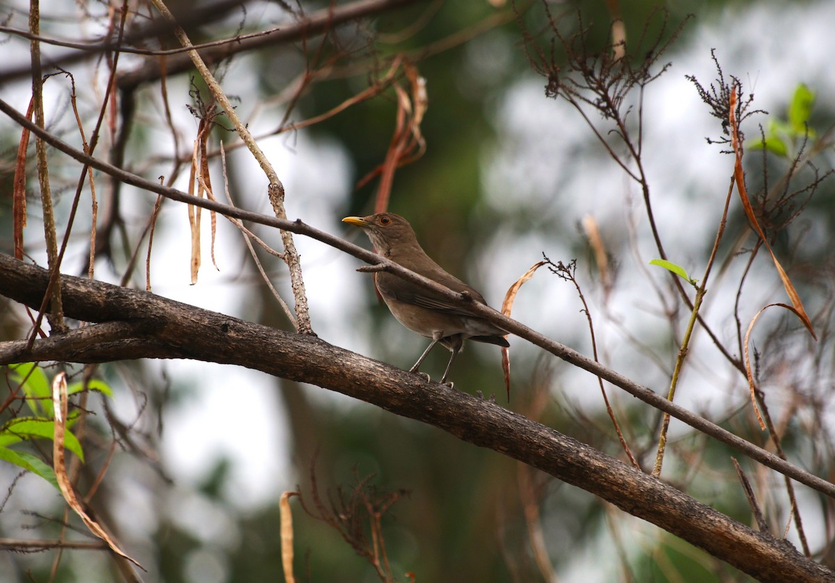 Ecuadorian Thrush - ML646222732
