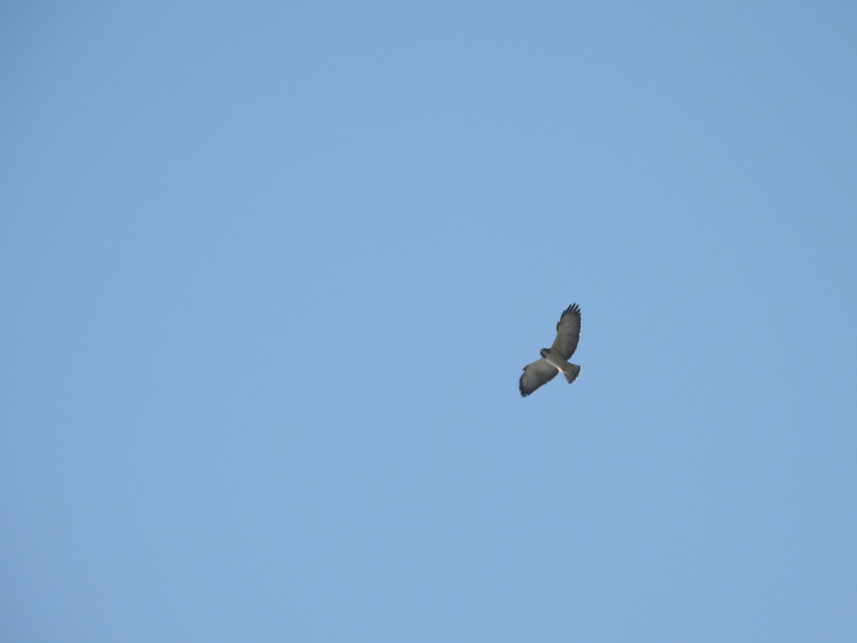 Short-tailed Hawk - ML646222734