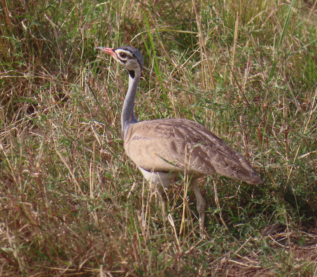 White-bellied Bustard - ML646222735