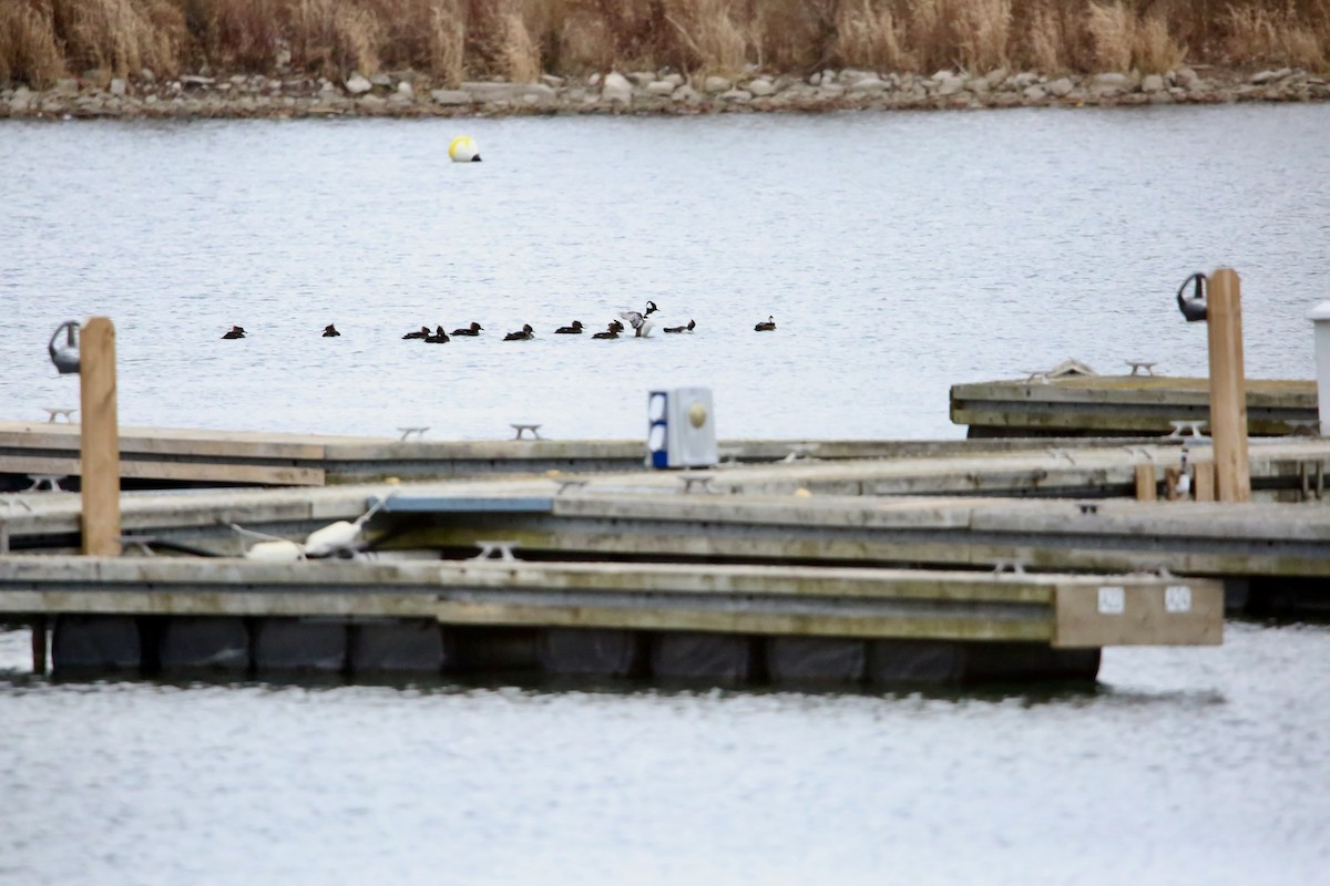 Капюшоновый крохаль - ML646222736