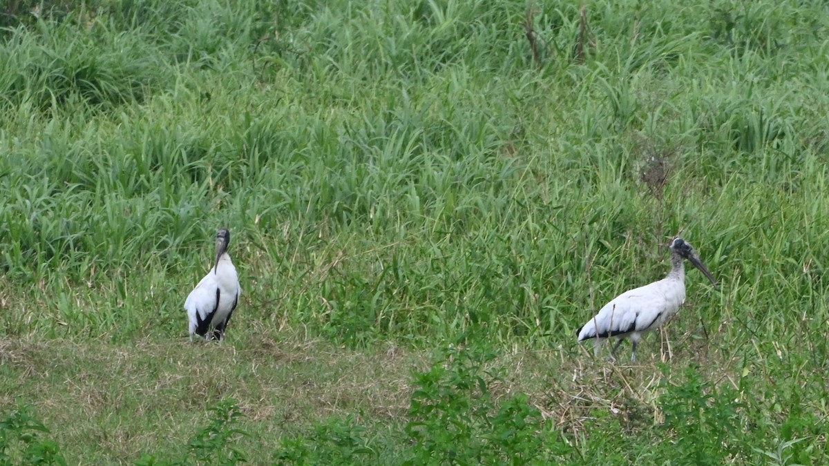 Wood Stork - ML646222740