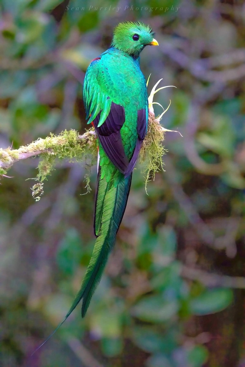 Resplendent Quetzal - ML646222743