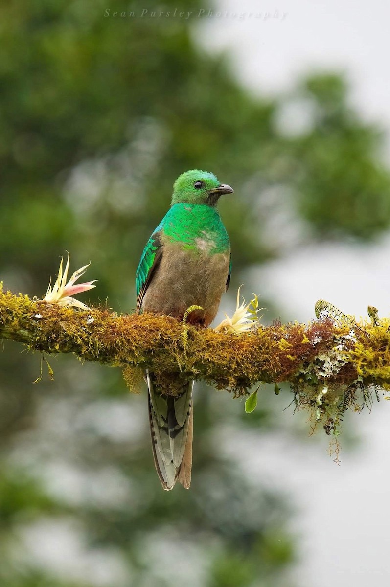 Resplendent Quetzal - ML646222748