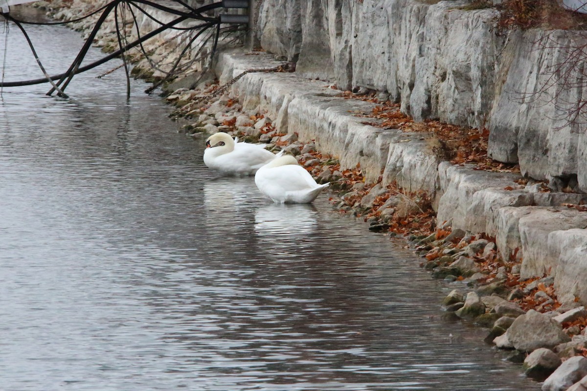 ברבור מצוי - ML646222751