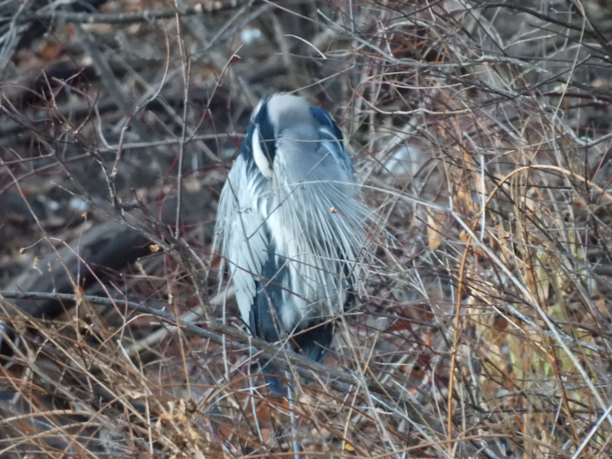 אנפה אמריקנית - ML646222754