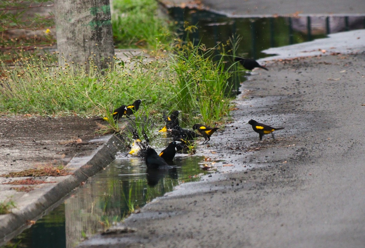 Yellow-rumped Cacique - ML646222755