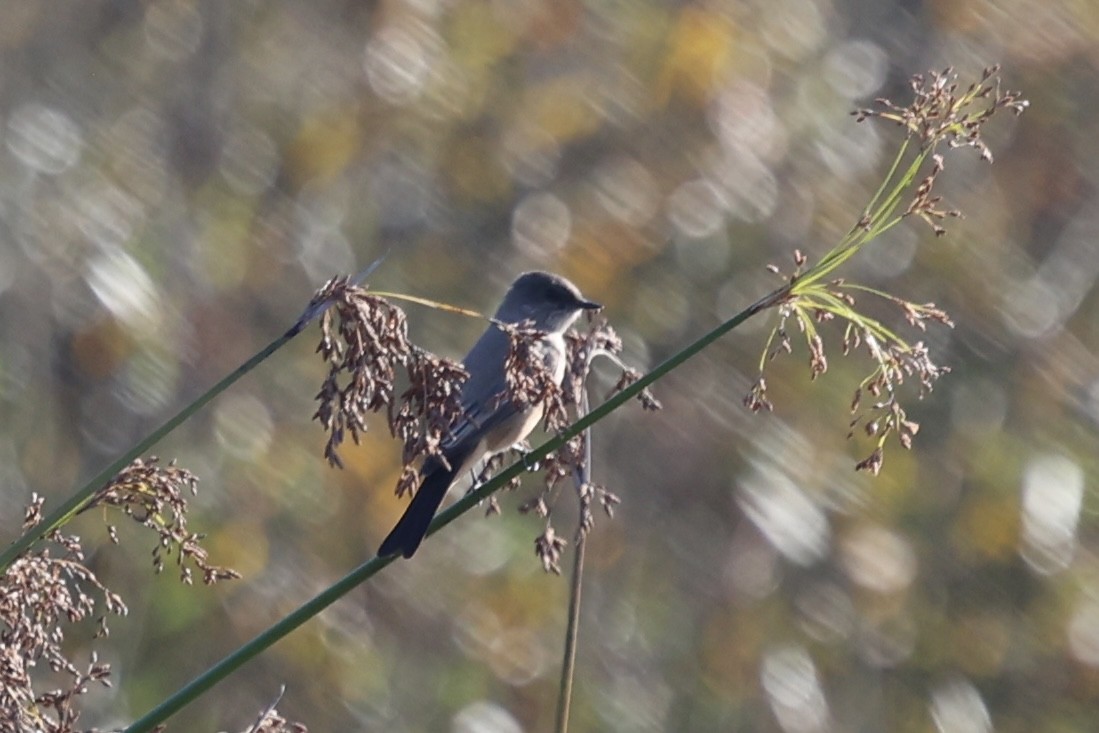 Say's Phoebe - ML646222757