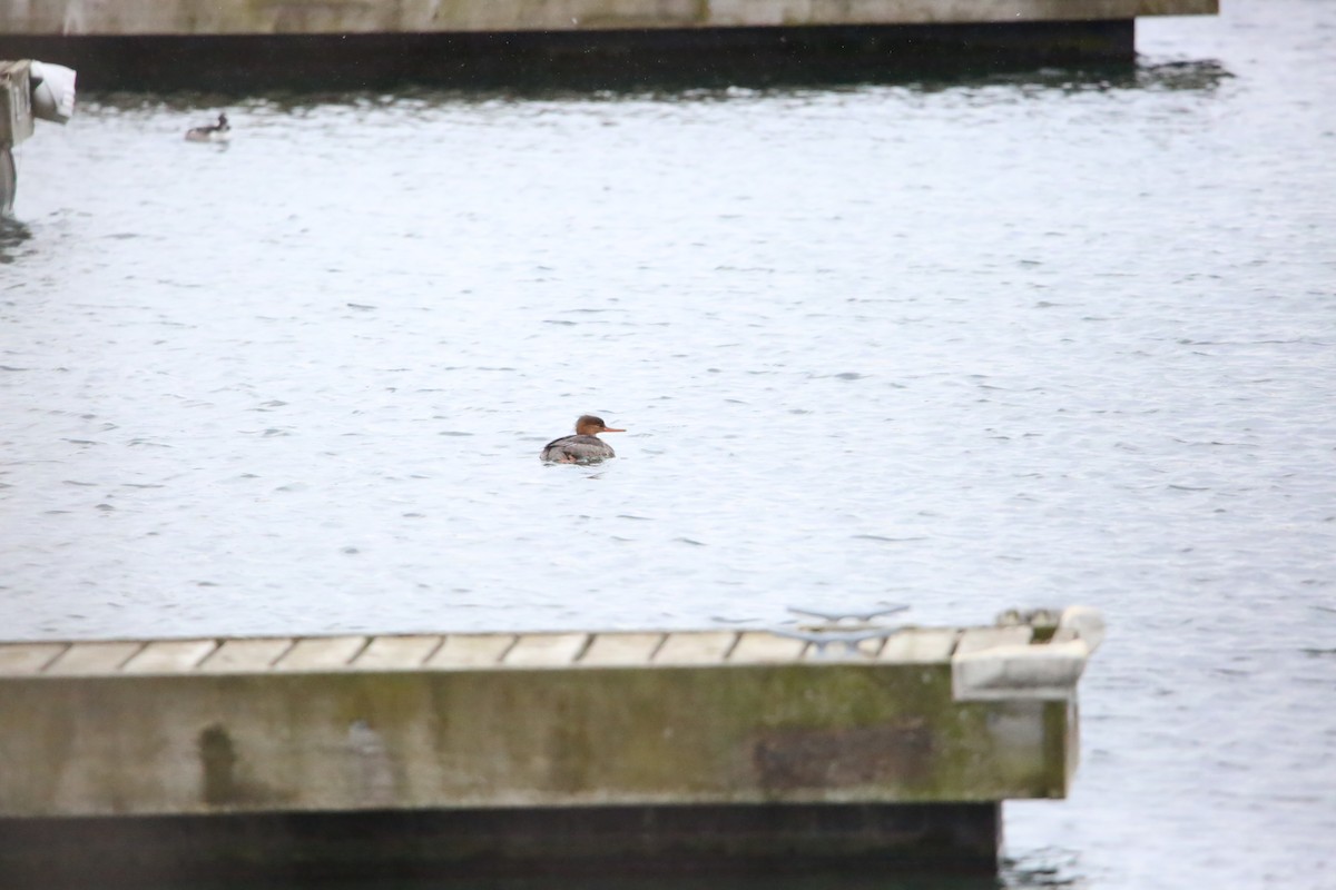 מרגון בינוני - ML646222758
