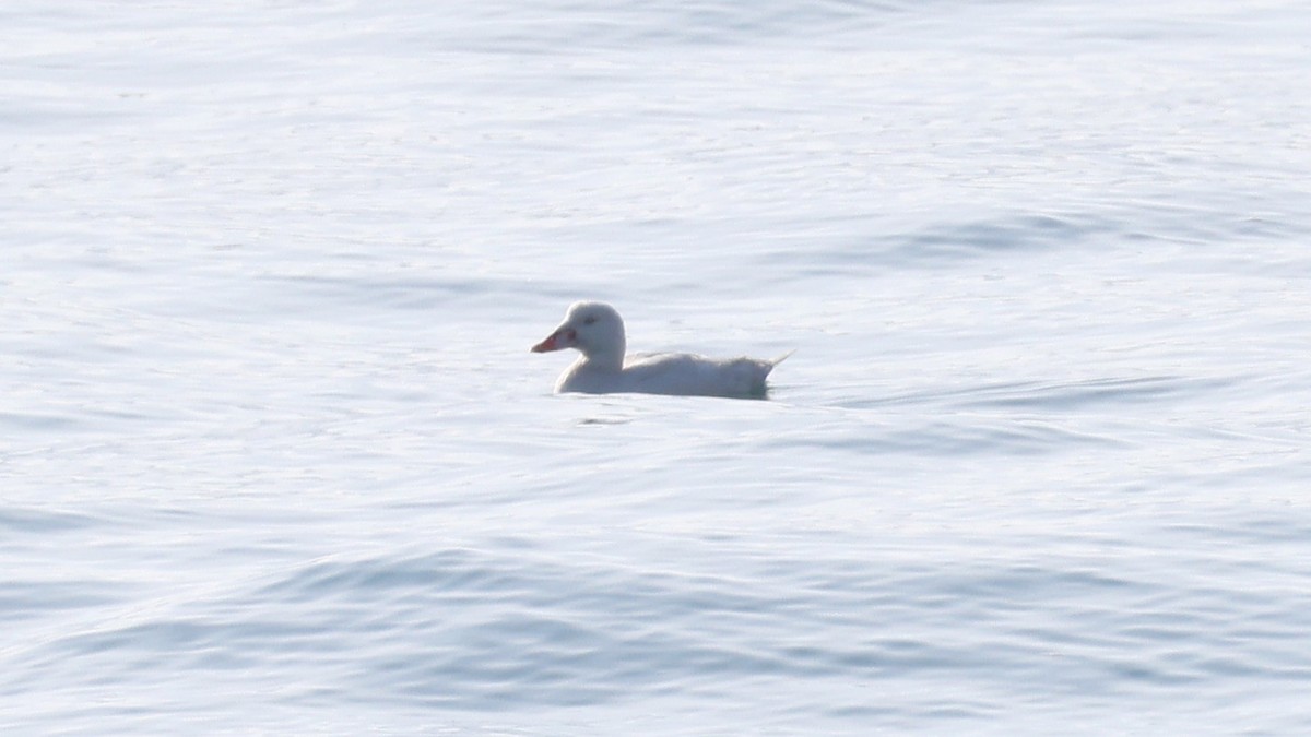 קטיפנית משברים - ML646222760