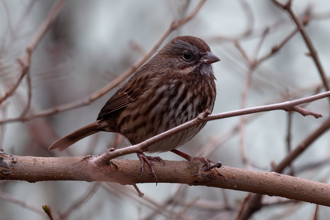 גיבתונית רוננת - ML646222761