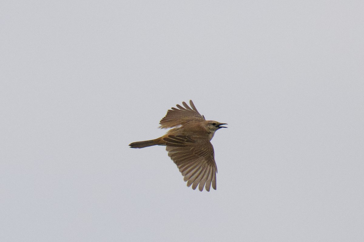 Rufous Songlark - ML646222764