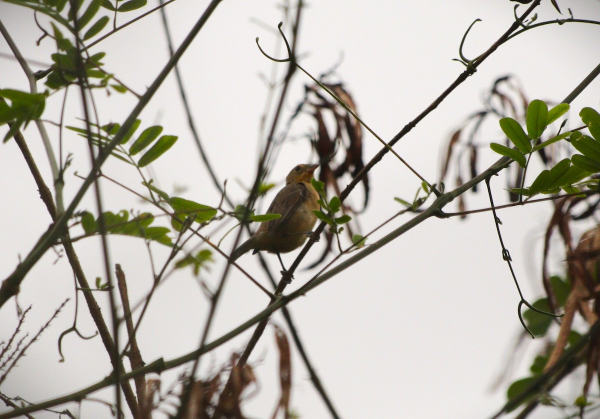 Crimson-breasted Finch - ML646222766