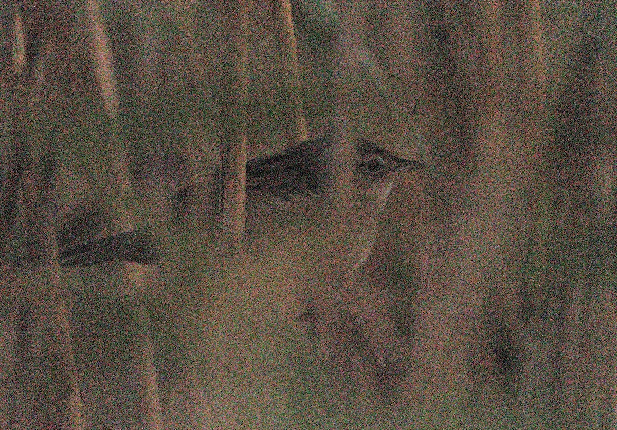 Marsh Grassbird - ML646222768