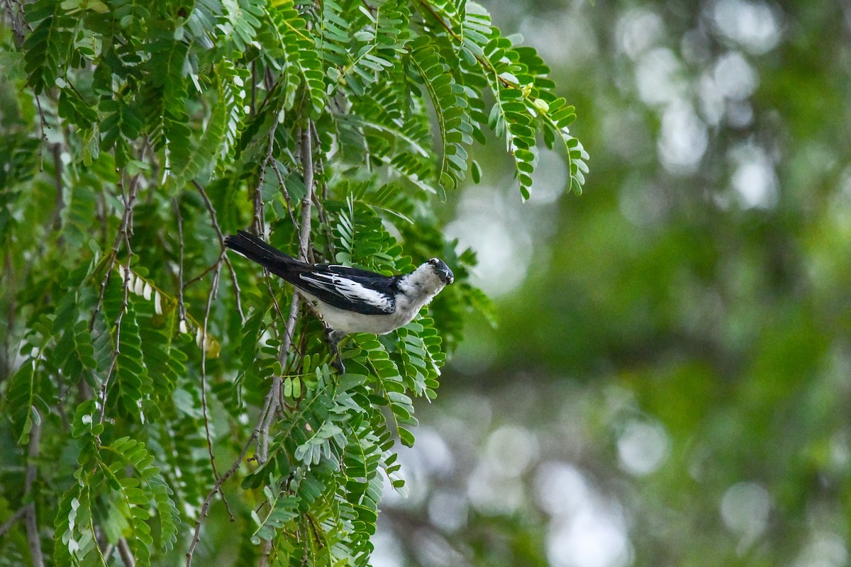 White-shouldered Triller - ML646222769