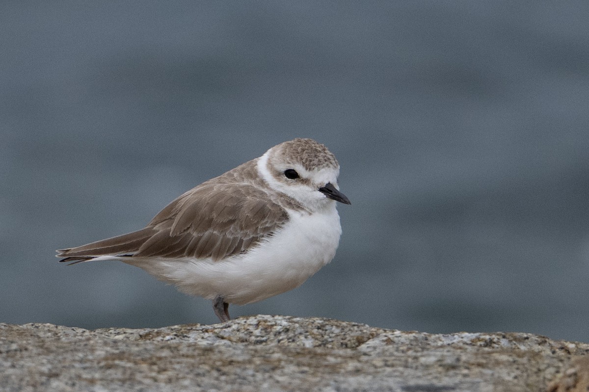 חופמי לבן-פנים - ML646222770