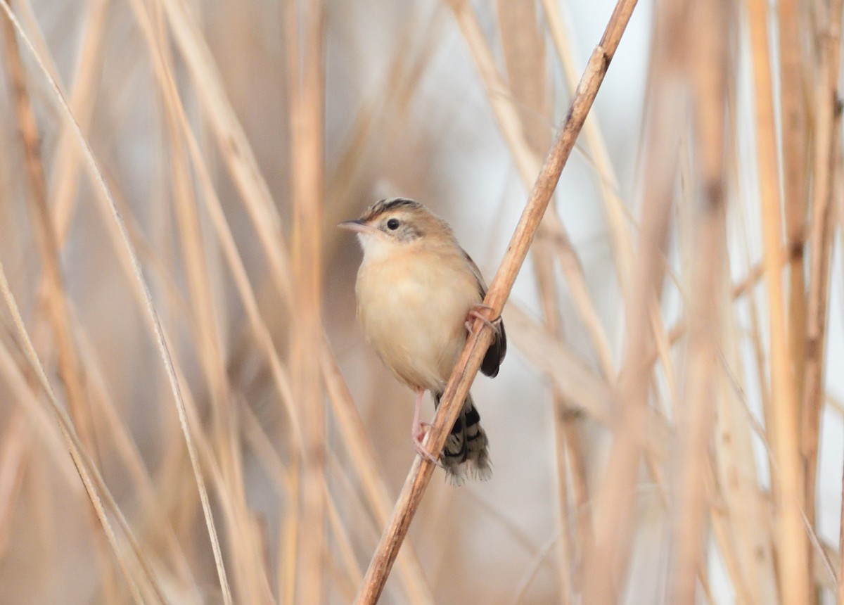 תפר - ML646222771