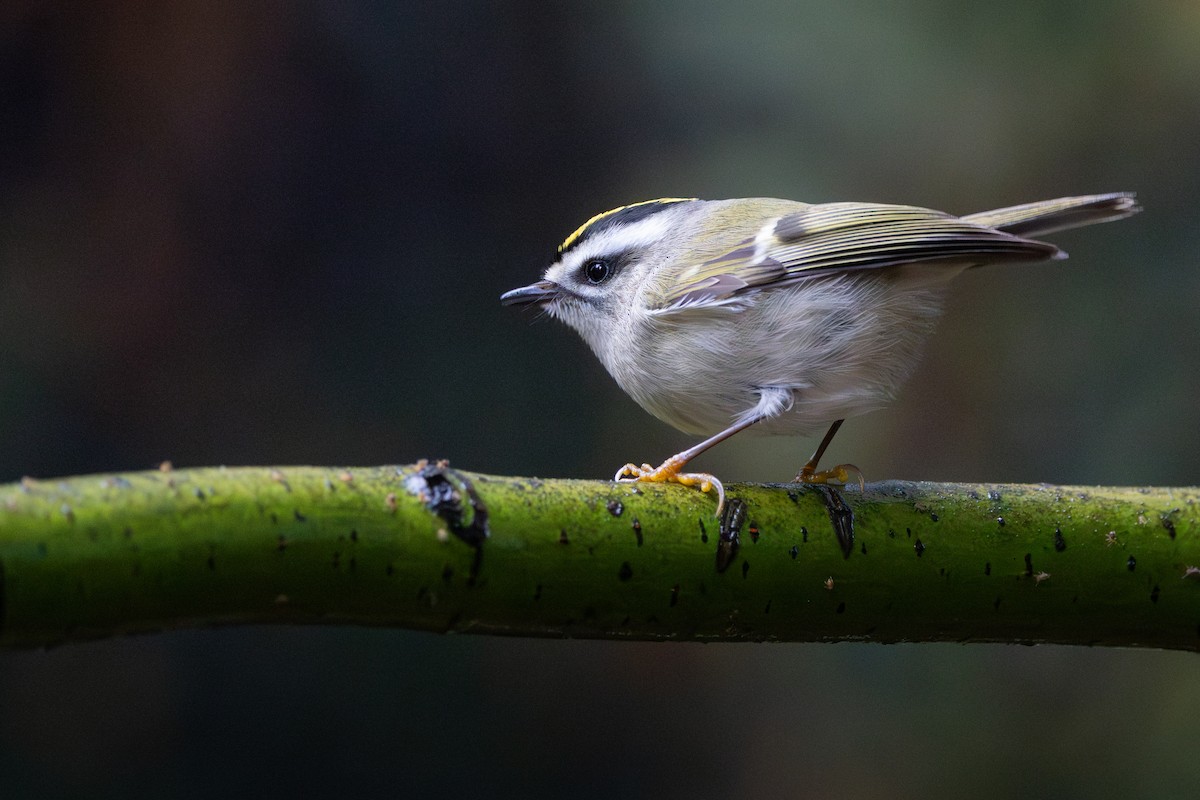 Golden-crowned Kinglet - ML646222772