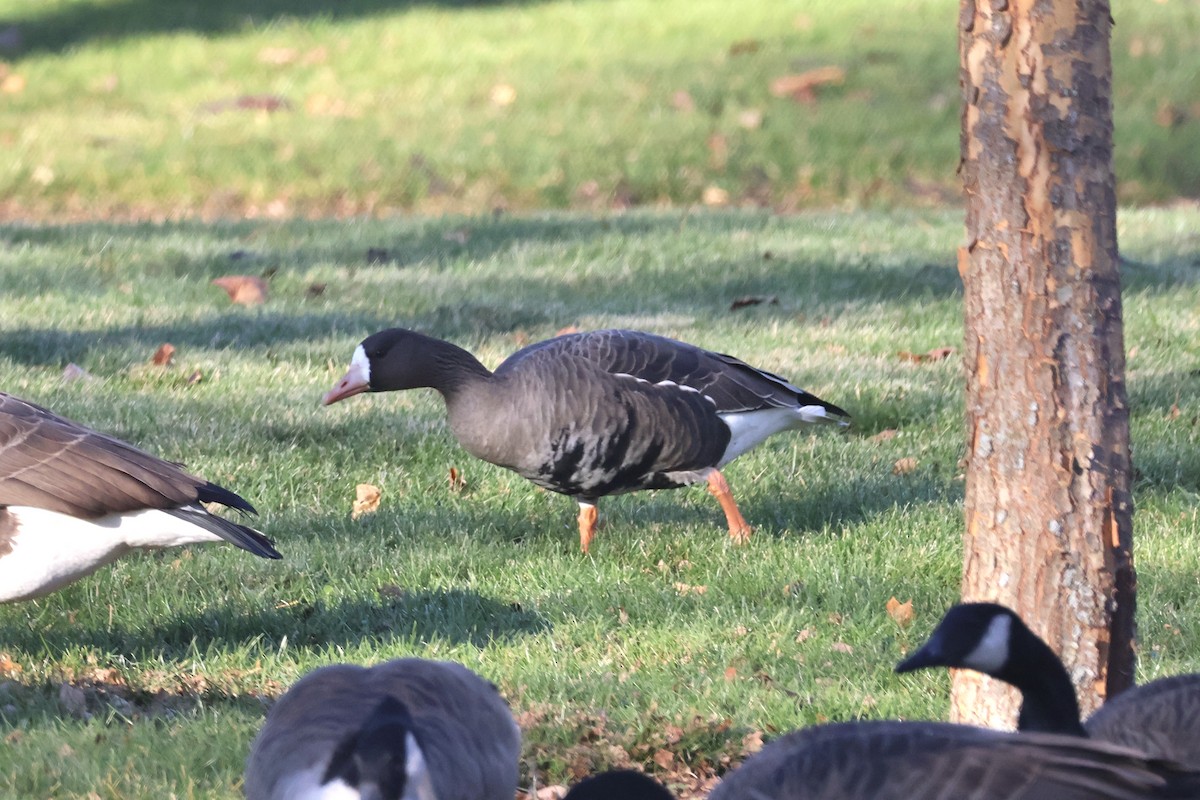 אווז לבן-מצח - ML646222773