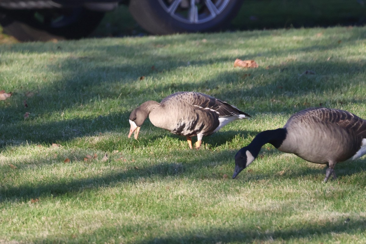 אווז לבן-מצח - ML646222774