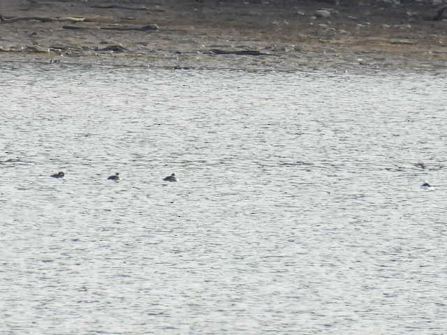 ברנטה קנדית - ML646222776