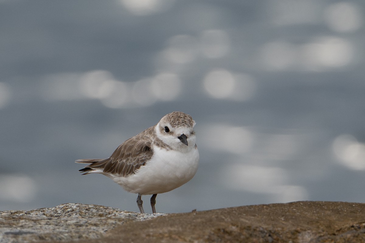 חופמי לבן-פנים - ML646222777