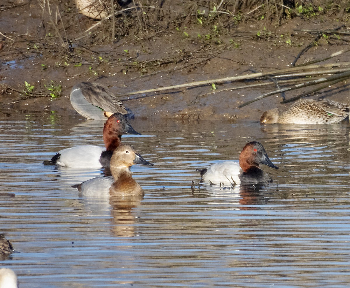 צולל ארוך-צוואר - ML646222779