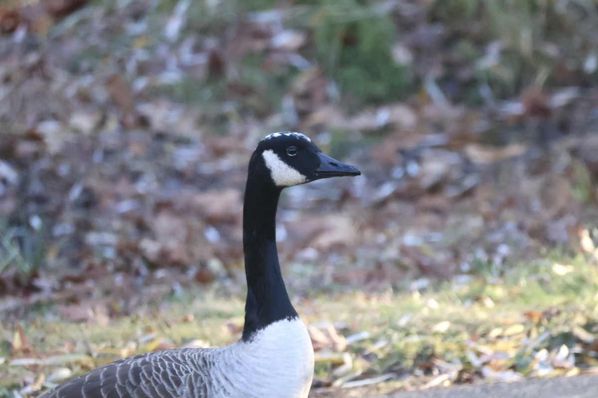 ברנטה קנדית - ML646222781