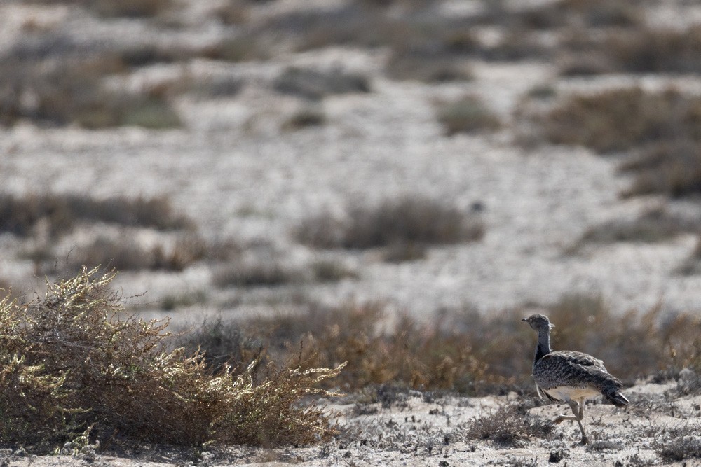 חוברה מערבית - ML646222784