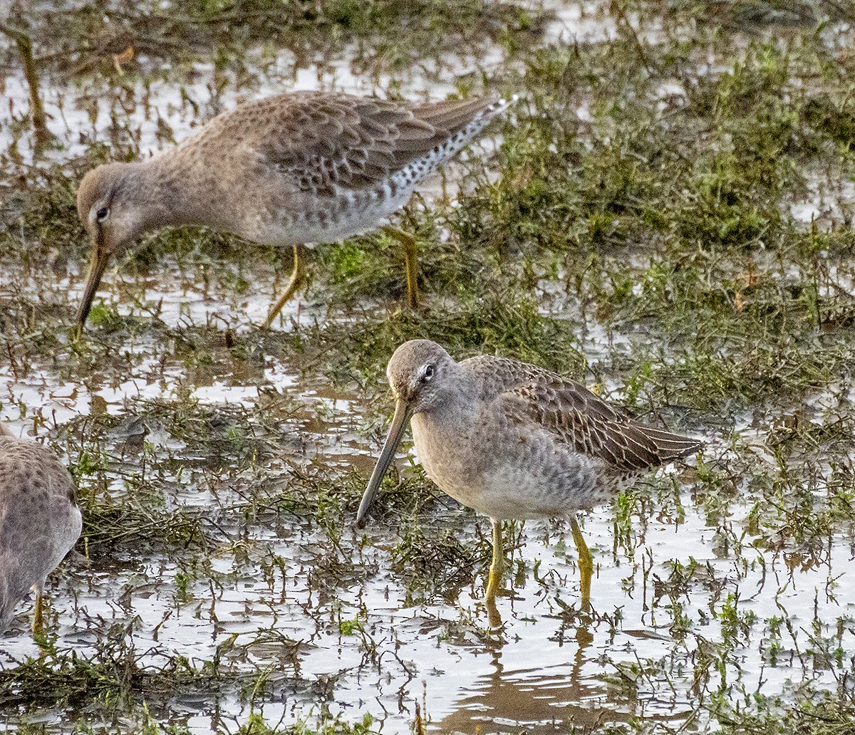 Long-billed Dowitcher - ML646222785