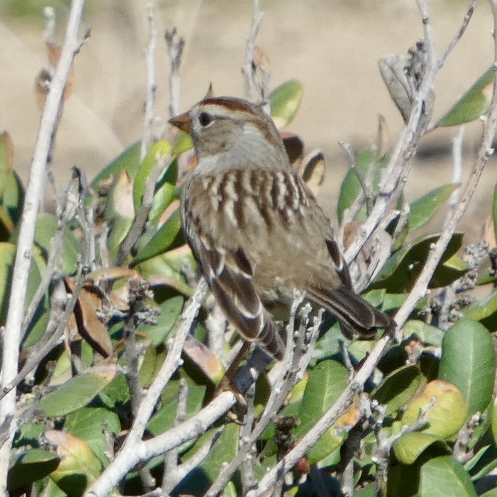 White-crowned Sparrow - ML646222787