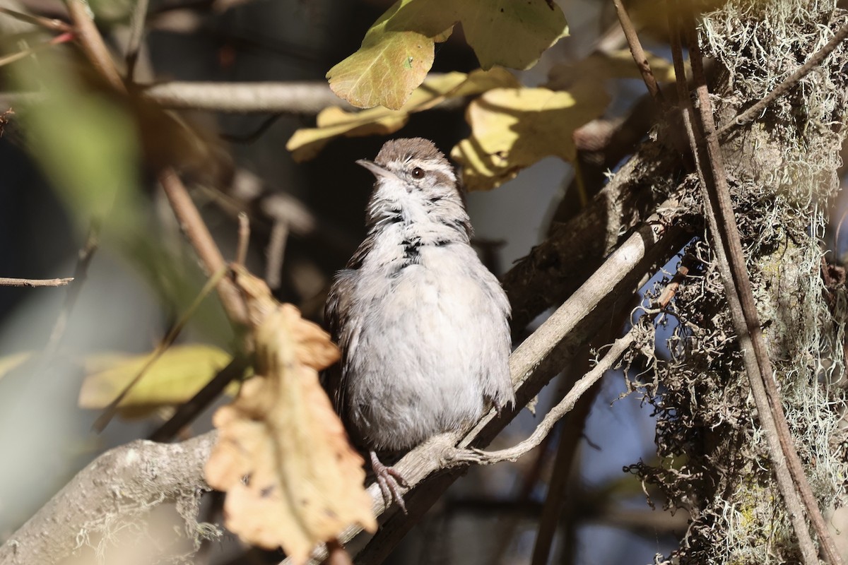 Підбуреник - ML646222789