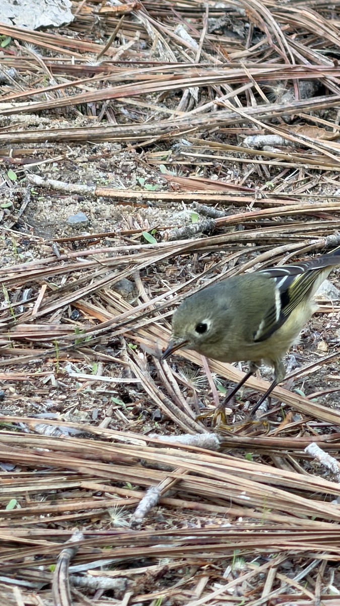 Ruby-crowned Kinglet - ML646222794