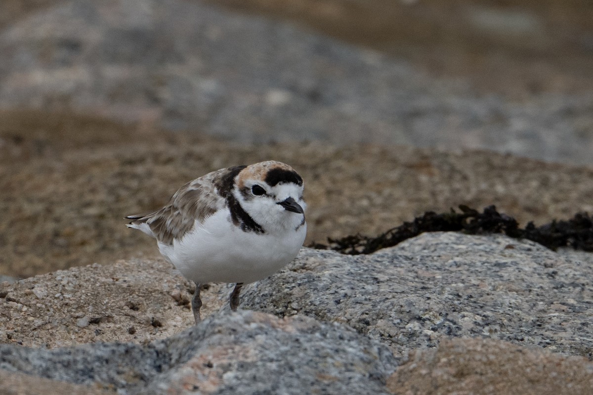 Malaysian Plover - ML646222795