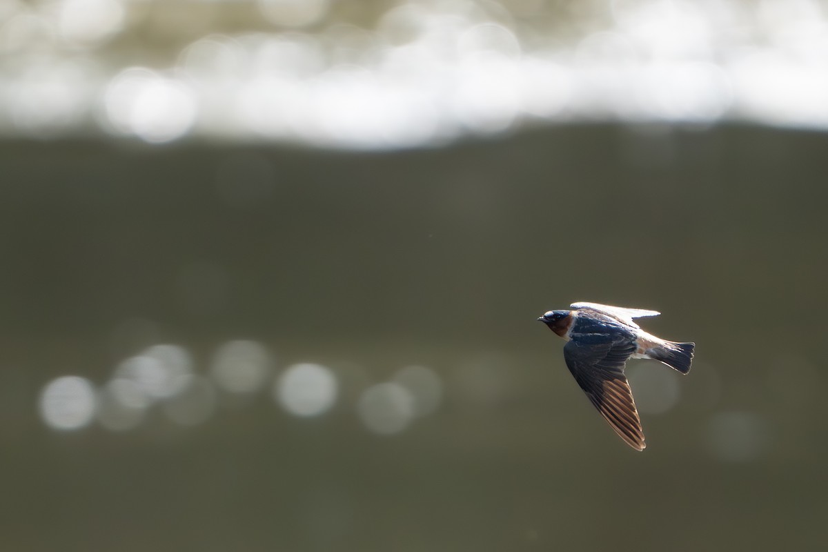 Cliff Swallow - ML646222796