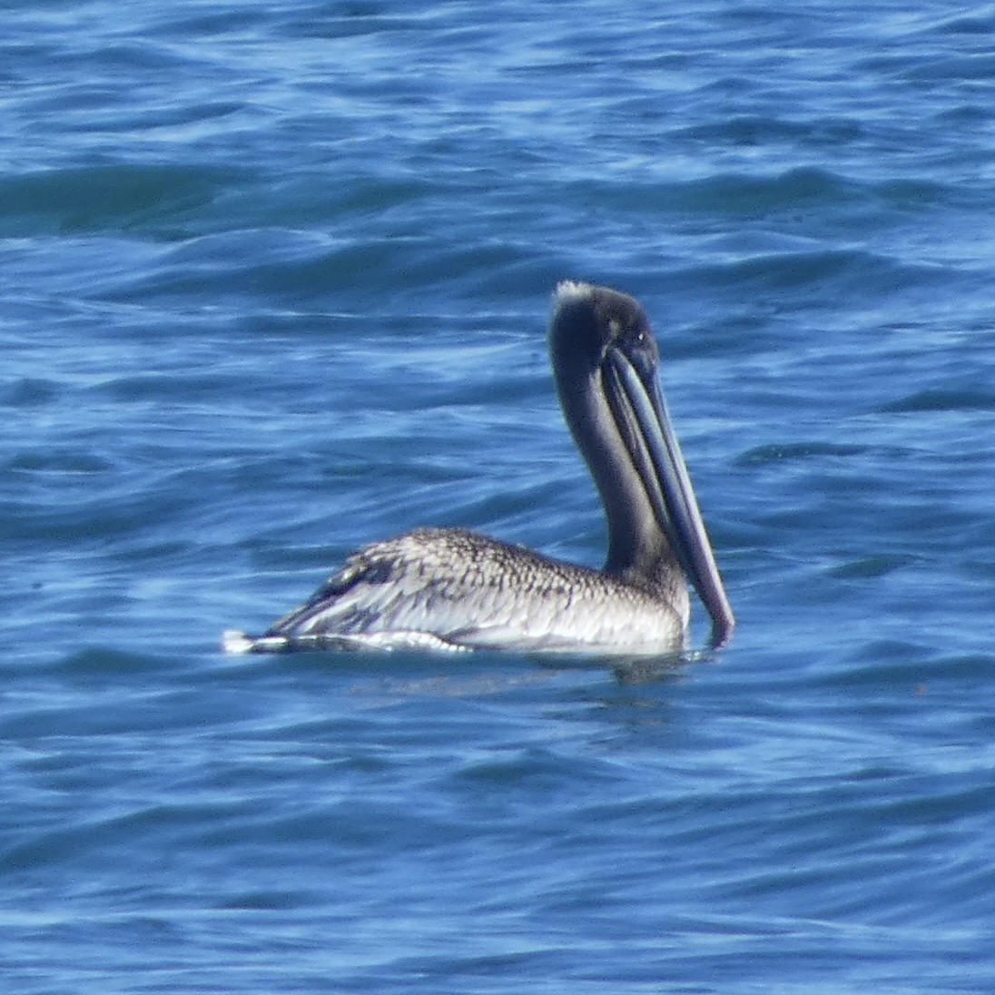 Brown Pelican - ML646222797