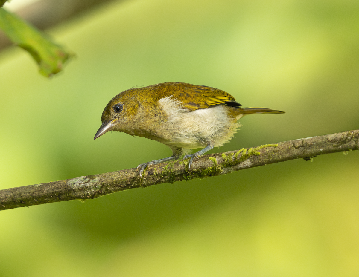 Scarlet-and-white Tanager - ML646222798
