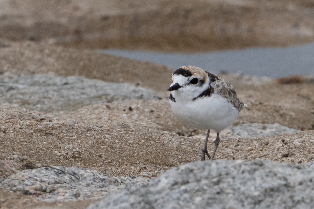 Malaysian Plover - ML646222799