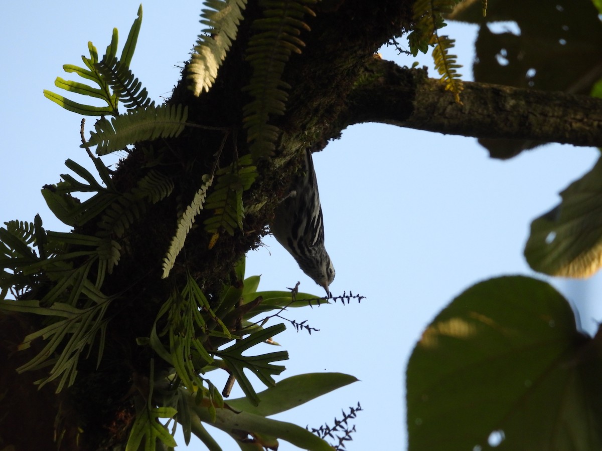Black-and-white Warbler - ML646222805