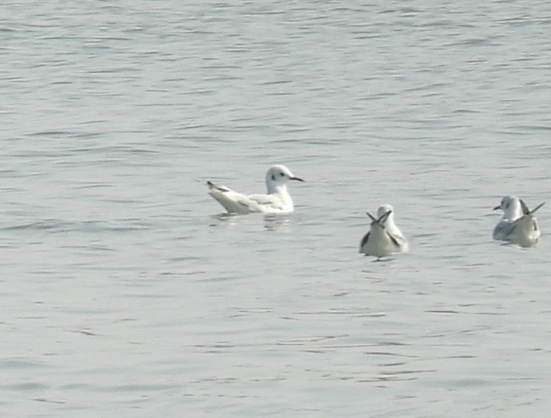 Black-headed Gull - ML646222807
