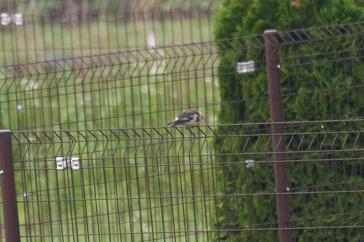 Шпак японський - ML646222808