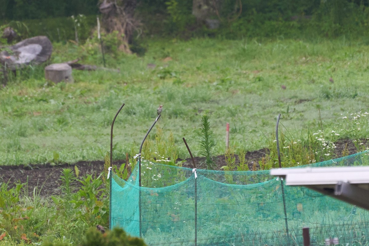 Шпак японський - ML646222809