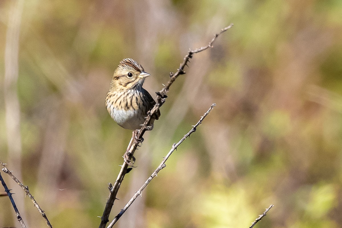 ヒメウタスズメ - ML646222810