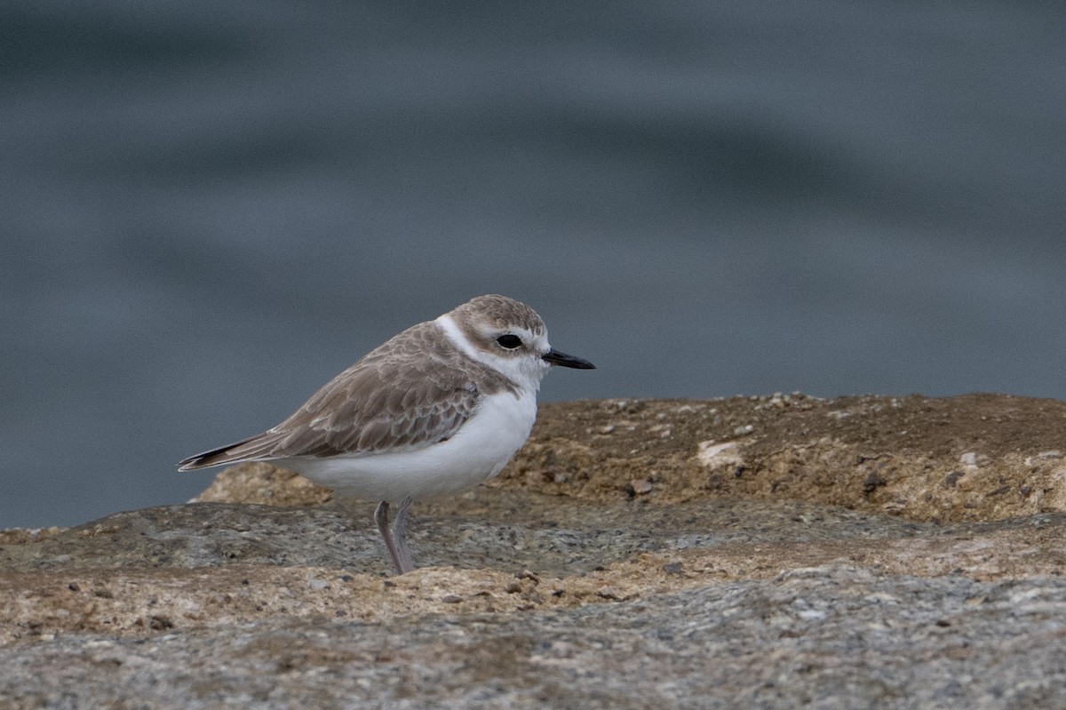 White-faced Plover - ML646222811