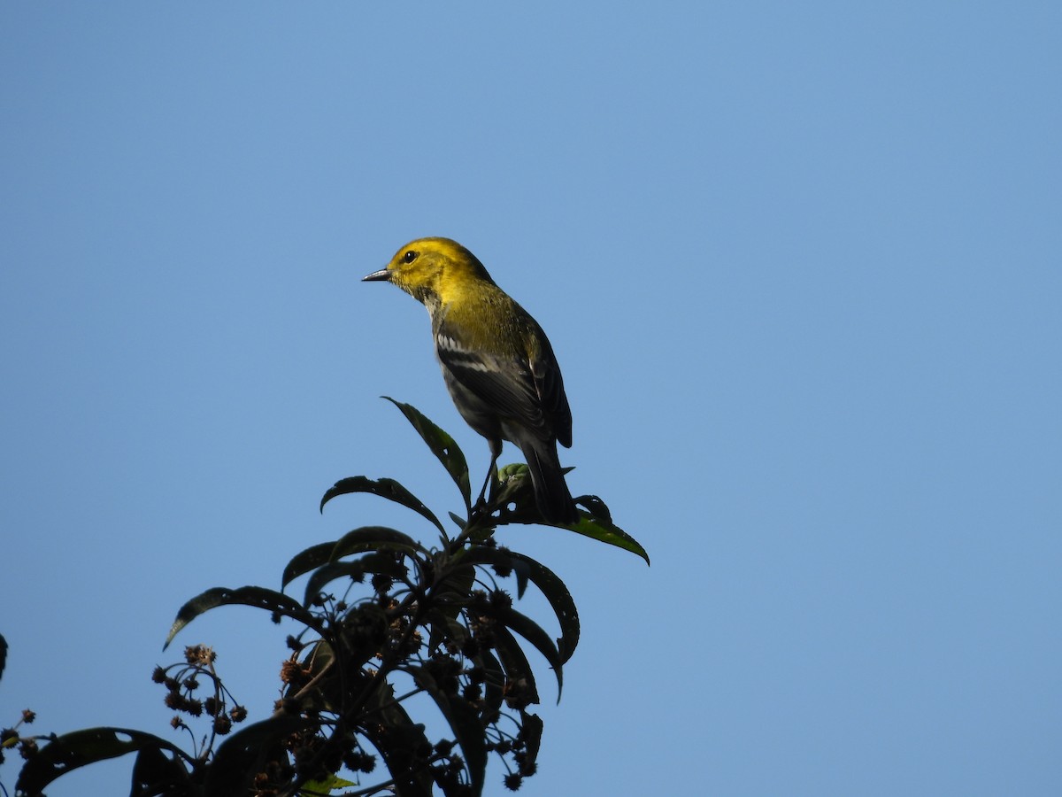 Black-throated Green Warbler - ML646222813