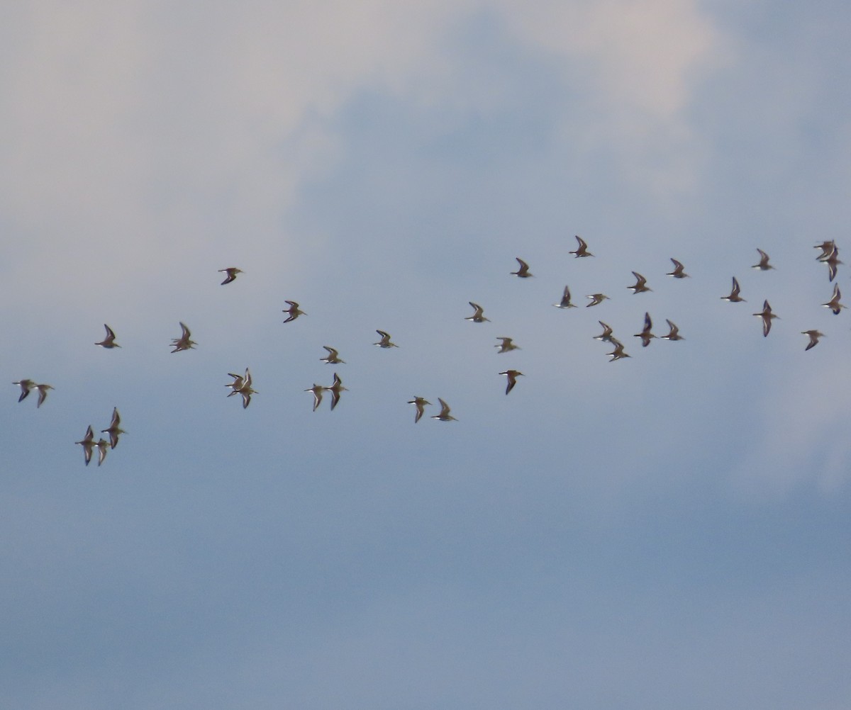 Dunlin - ML646222816