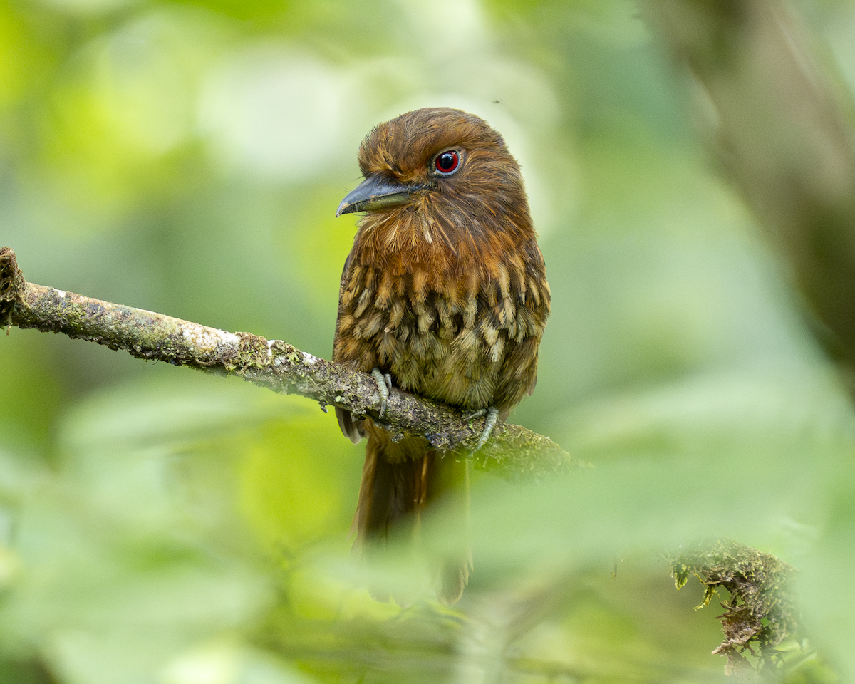White-whiskered Puffbird - ML646222820