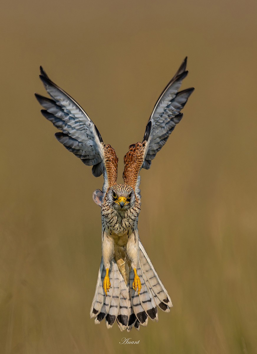 poštolka jižní - ML646222823